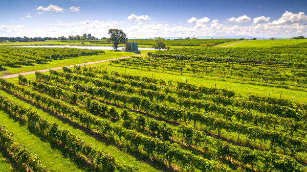 Rows and rows of lively grape vines span edge to edge at the Post Winery vineyard in Altus, Arkansas.