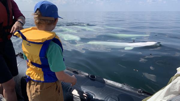 A young boy on a boat looks out at a pack of beluga whales.