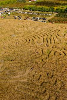 Jacob's Farm Corn Maze