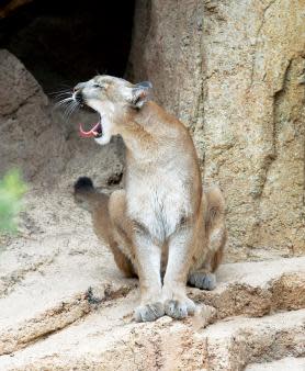 desert-museum-mountain-lion