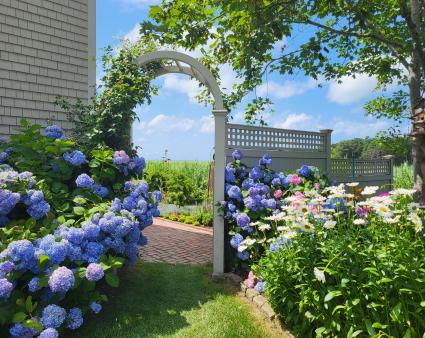 hydrangeas