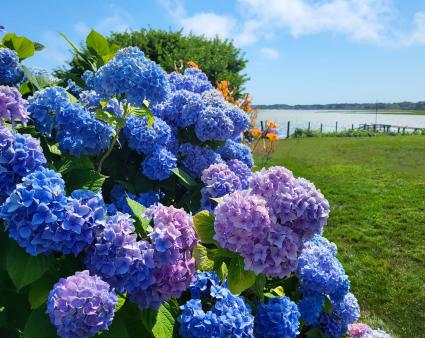 hydrangeas