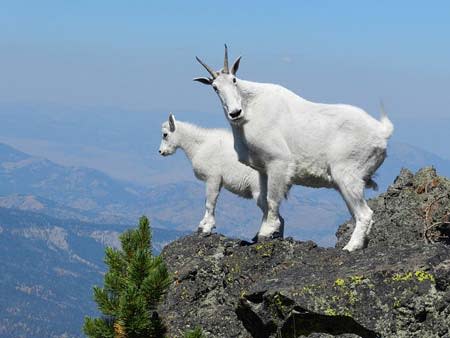 mountain goats | Pixabay