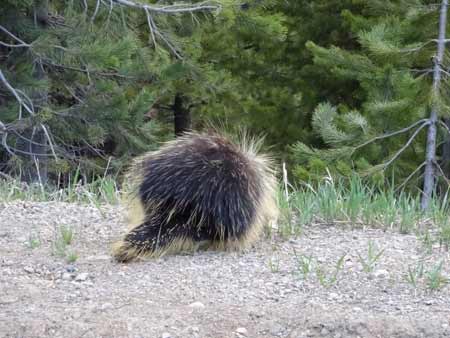 Porcupine In Madison Range | Photo: D. Lennon