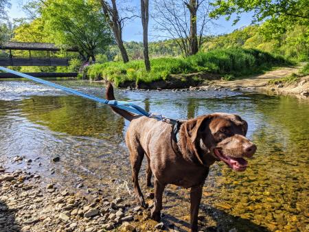 A chocolate lab on a blue leash gazes past the camera, with her feet in a river with a covered bridge going over it in the background.