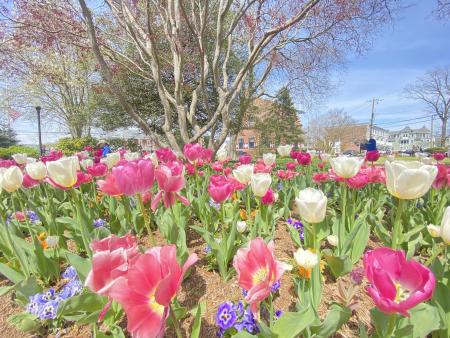 A grouping of pink and white tulips for the Lewes Tulip Festival in Lewes, Delaware.