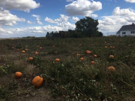 Alexander Farms pumpkin patch