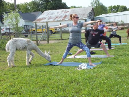 Montrose Farm, Alpacas, yoga, Alpaca yoga