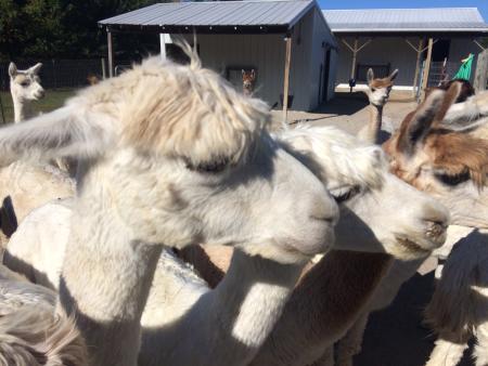 Alpaca the sunscreen, and let's head to Montrose Farms!
