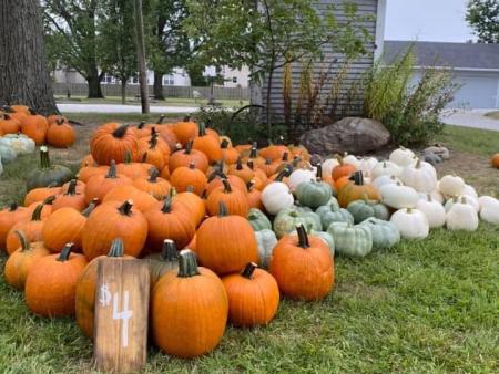 Bernhardt Pumpkin Patch