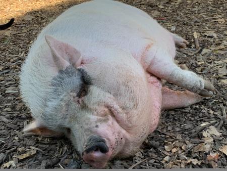 Potbellied pig at Oinking Acres
