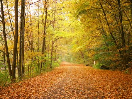 Fall foliage along the Lower Trail