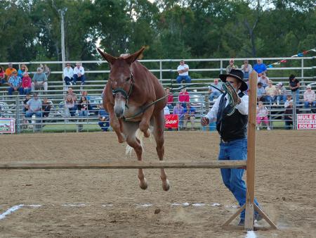 Mule jumping contest at Benson Mule Days events in Benson, NC.