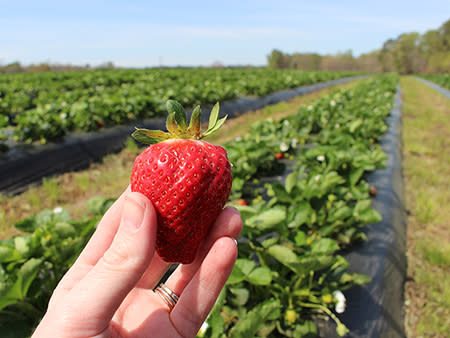 A hand holds out a red, ripe strawberry over a you-pick strawberry field in Johnston County.