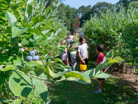 Creekside Farm Blueberry Picking