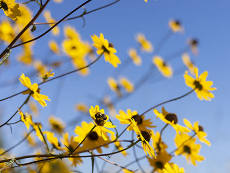 A bee sits on a yellow flower with a background of a blue sky.