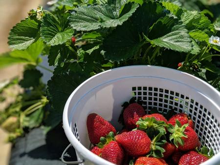 Pace Family Farm Strawberry Bucket in Archer Lodge, NC.