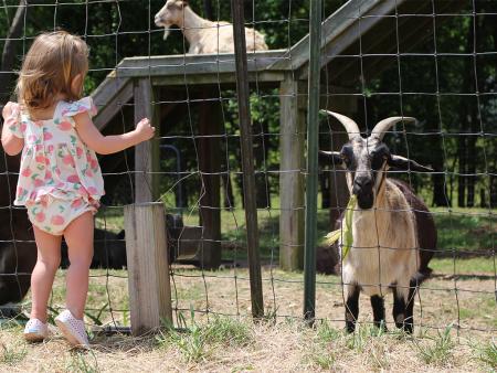 Small child looking at the goats at Smith's Farm near Benson, NC.