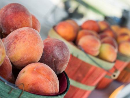 Basket of ripe peaches from Thompson Orchards along US Hwy 701, Four Oaks, NC.