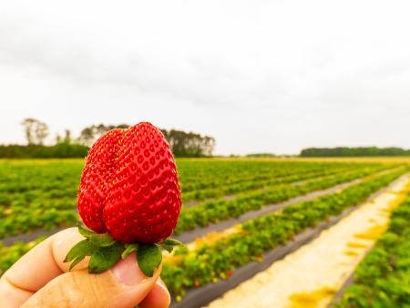 Picking berries at WDW Farm in Princeton.