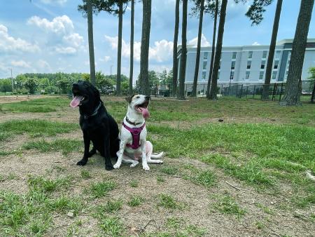 Benson is dog friendly with the 3-acre dog park adjacent to the Hampton Inn.