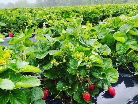 Strawberry field ripe for picking at Pace Farms in Johnston County, NC.