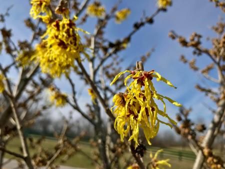 image of yellow forsythia flowers in front of a blue sky at the boone county arboretum in burlington, ky.