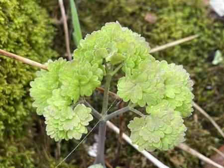 Meadow Rue