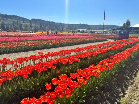 Knutson Farms Tulips