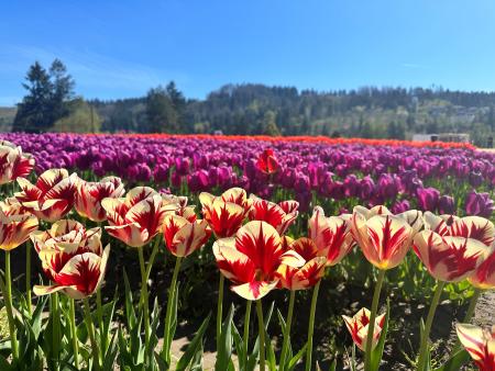 Knutson Farms Tulips