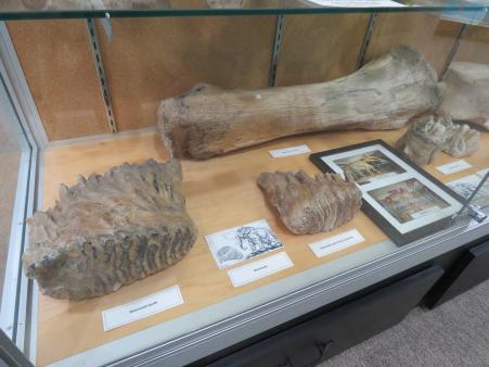 mammoth bones museum