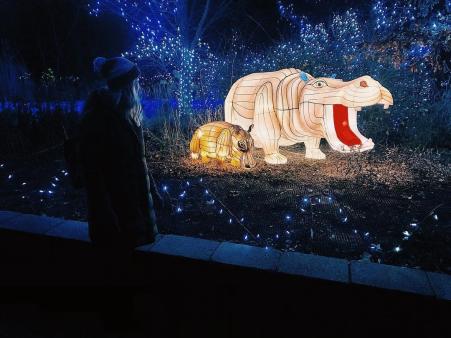 Zoo Festival of Lights Fiona