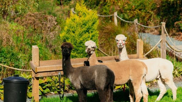 Alpacas at Ballyburren Outdoor Escapes