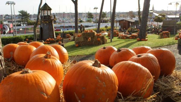 Pickie Park Pumpkin Patch