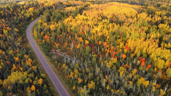 Fall colors from above of the Caribou Trail in Lutsen lots of green and yellow trees