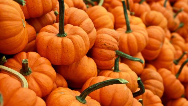 Small Orange Gourds In A Pile