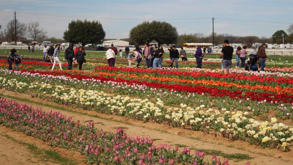 Field of Different Colored Tulips