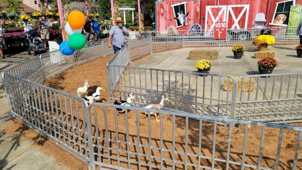 Ducks racing around a track at the Oakland Fall Festival