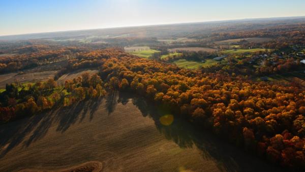 Fall Foliage