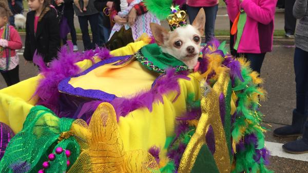 Krewe of Barkus