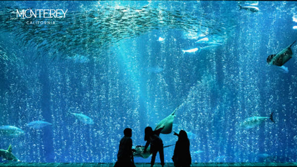Monterey Aquarium Zoom