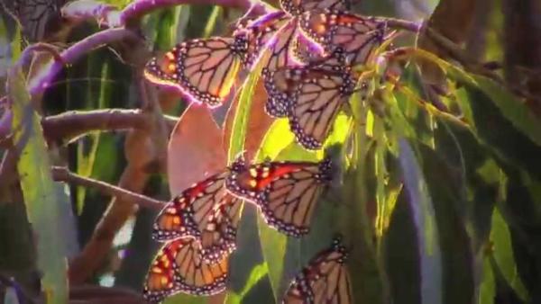 Video Thumbnail - youtube - Monarchs Butterflies of Pacific Grove, Ca