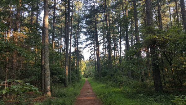 trail through trees at Conway Robinson State Forest