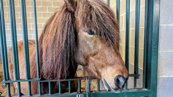 An Icelandic horse at Léttleiki Icelandic Horse farm in Shelby County, Kentucky.