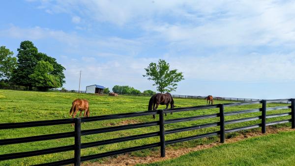Horses grazing in the pasture at West Meadow Farm in ShelbyKY, the American Saddlebred Capital of the World