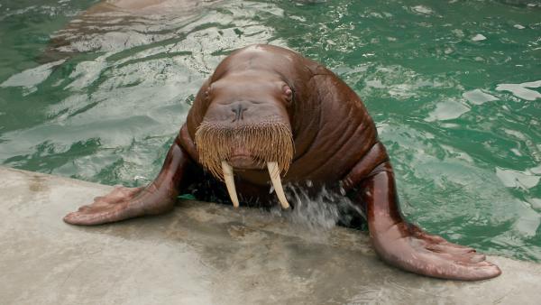 New walruses at Point Defiance Zoo and Aquarium in Tacoma