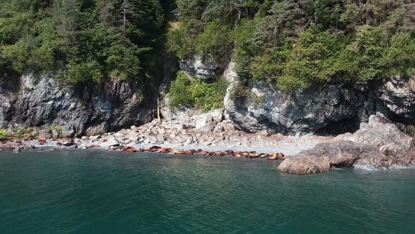 sea lions resting on an island beach