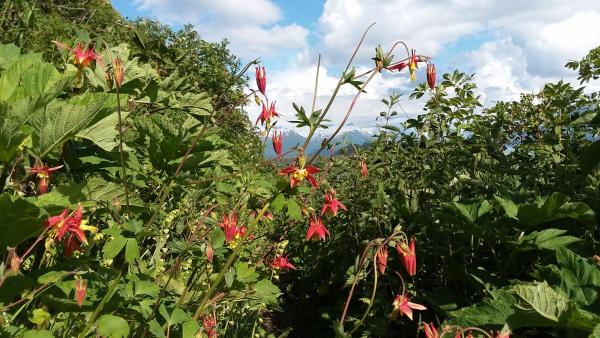 Western Columbine wildflowers on a hiking trail