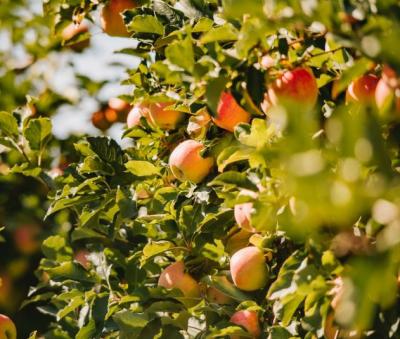 Fifer Orchards.jpg