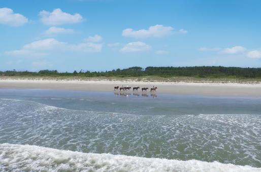 Horses on the beach